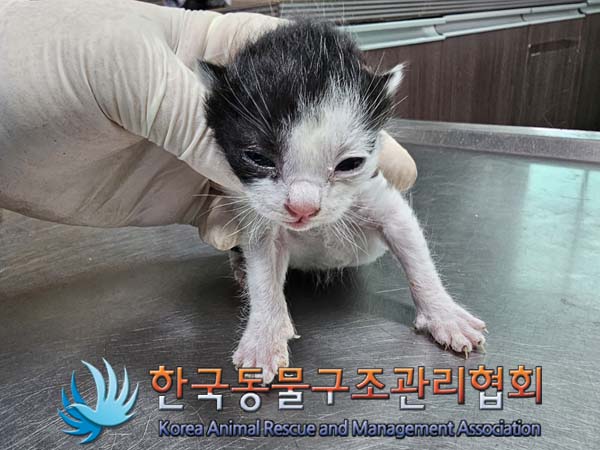 한국동물구조관리협회_411323202400384